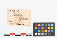 Etikett zu Bernsteinringperle (NHMW-PRAE-025918)